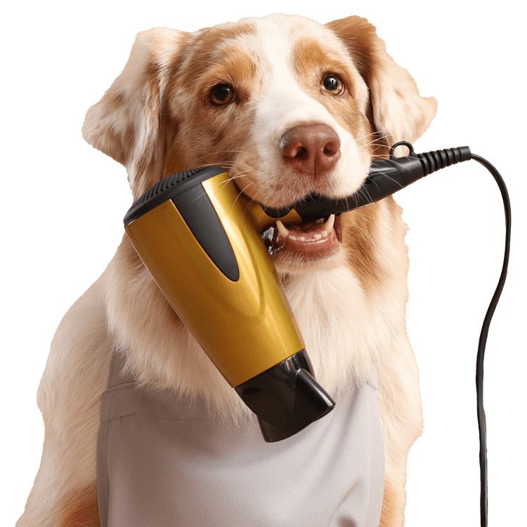 Australian Shepherd red Merle mit Föhn im Mund